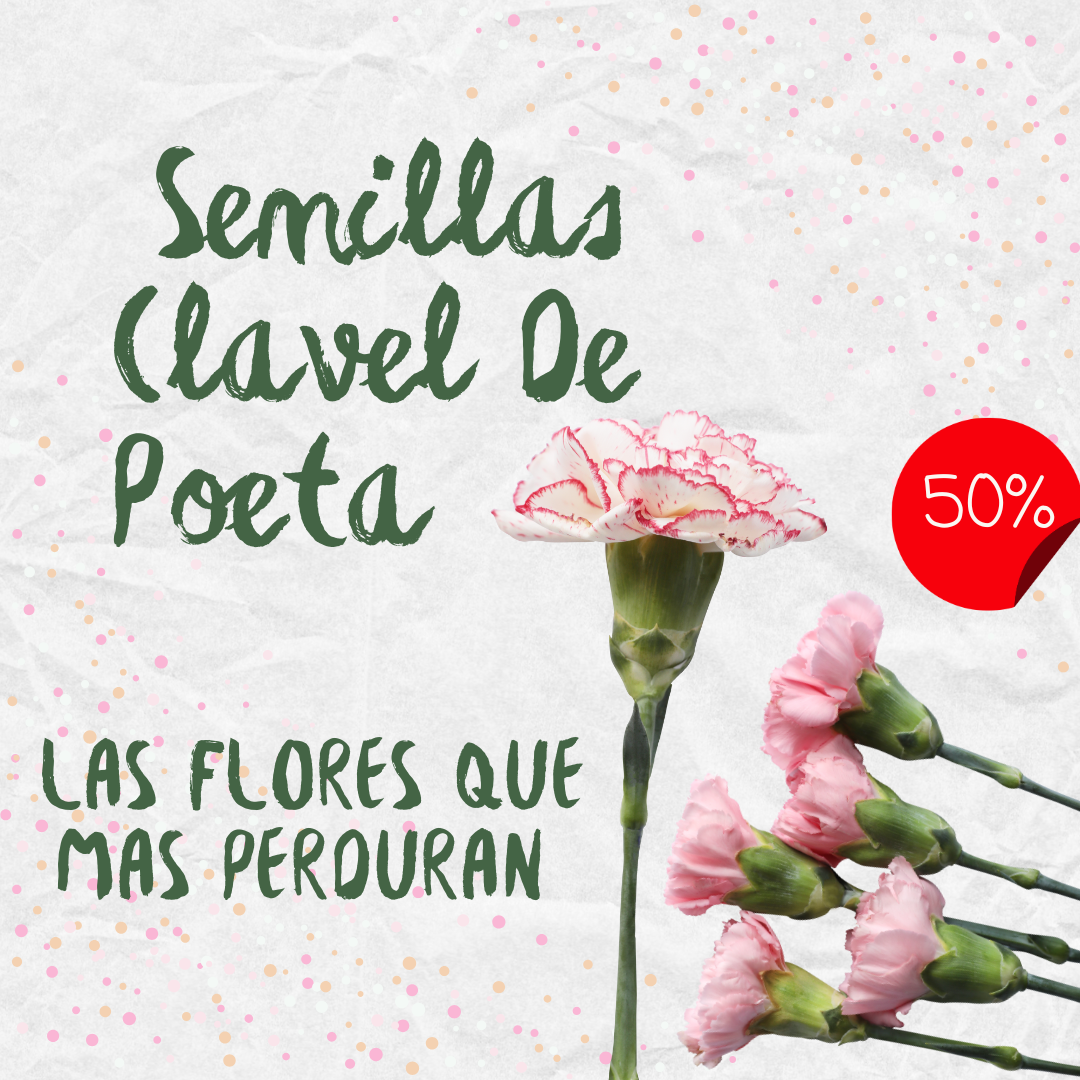 🌸Semillas De Flor Doble Clavel Mix (Dianthus caryophyllus)