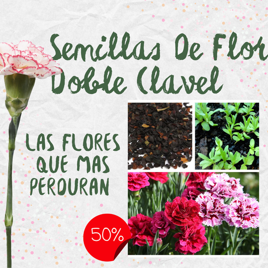 🌸Semillas De Flor Doble Clavel Mix (Dianthus caryophyllus)